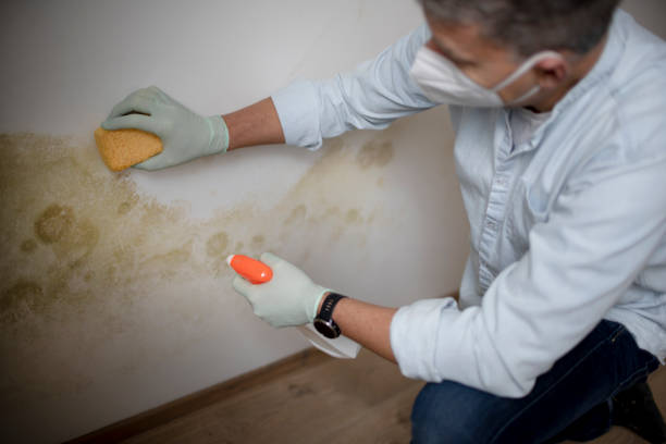 Best Commercial Mold Remediation in Avimor, ID