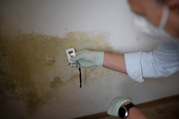 Best White Mold Remediation in Avimor, ID